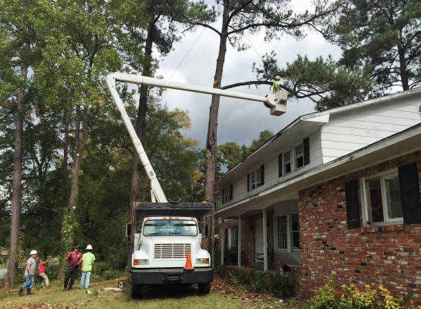 How Our Tree Care Process Works  in  Marion, AL